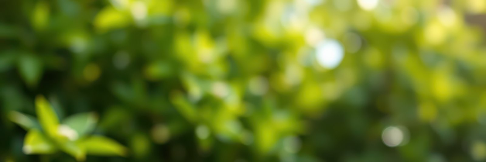 Lush greenery in a vibrant garden setting under bright sunlight during a warm afternoon